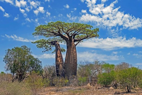 Grandidier's baobab (Adansonia grandidieri), giant baobab, baobab malgache, Menabe Region,