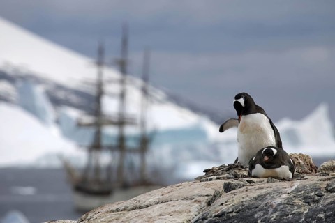 Gentoo Penguins (Pygoscelis papua) and the tallship Europa, a three-masted barque, at Port Charcot,