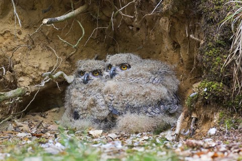 Eurasian eagle-owl (Bubo bubo), European eagle-owl two chicks in nest on the ground at base of