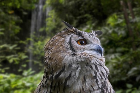 Indian eagle-owl (Bubo bengalensis), rock eagle-owl, Bengal eagle-owl horned owl species native to