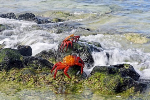 Sally lightfoot crabs (Grapsus grapsus), red rock crab, abuete negro in the surf, Las Bachas Bay on