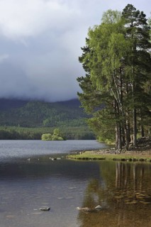 Scots pine (Pinus sylvestris) woods around Loch an Eilean in Rothiemurchus, remnant of the