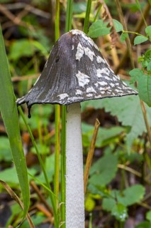 Magpie mushroom, magpie fungus (Coprinopsis picacea), magpie inkcap fungus (Coprinus picaceus)