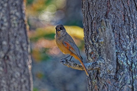 Siberian jay (Perisoreus infaustus) standing on a branch, autumn, northern Finland, Finland, Europe