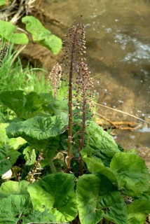 Butterbur (Petasites hybridus), medicinal plant, herb, wild plant, medicinal use