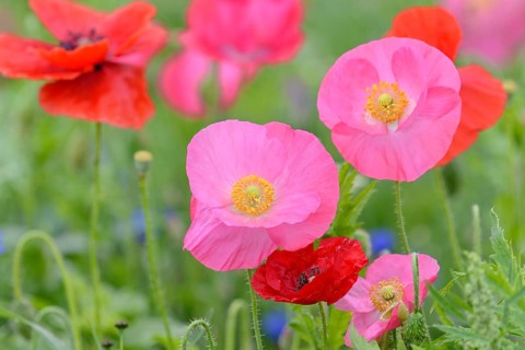 Flowering strip, flowering area with poppy flowers (Papaver rhoeas) and cornflowers (Centaurea