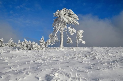 Iced pine near the summit of the Hornisgrinde, near Seebach, Ortenaukreis, Black Forest,
