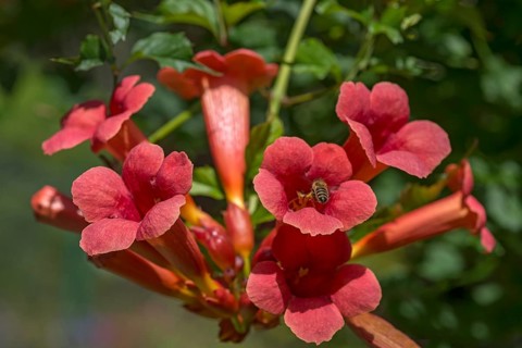 Flowers of a trumpet creeper (Campsis), Bavaria, Germany, Europe