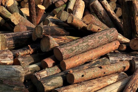 Firewood, logs, sawn into metre pieces