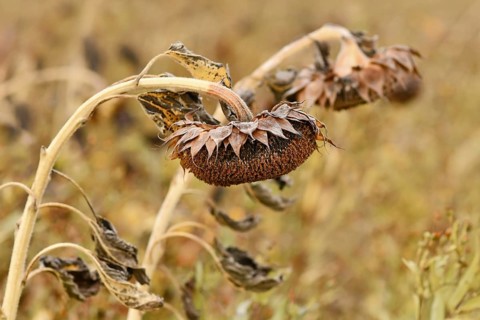 Withered dry sunflower with hanging flower head