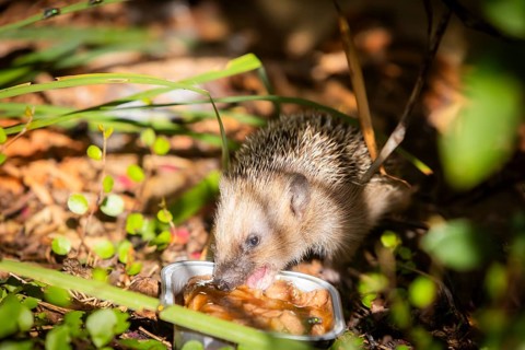 Hedgehog mother with young in the living environment of humans. A near-natural garden is a good