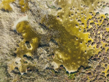 Reed at the shallow lagoon Salinas de Cerrillos, aerial view, drone shot, Almería province,