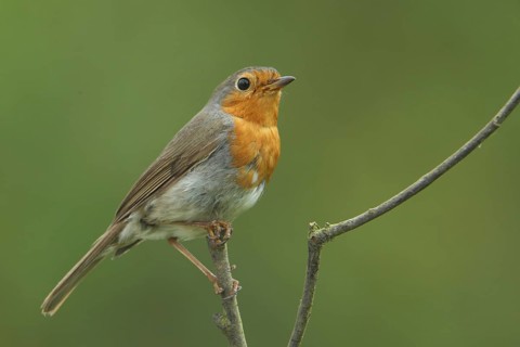 European robin (Erithacus rubecula), castle park, Biebrich, Wiesbaden, Taunus, Hesse, Germany,