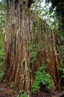 Curtain strangler fig (Ficus virens), tropical tree, tree, rainforest, jungle, Atherton tablelands,