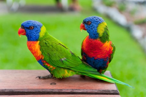 Rainbow Lorikeet (Trichoglossus moluccanus), Rainbow Lorikeet parrot, bird, tropical, fauna,