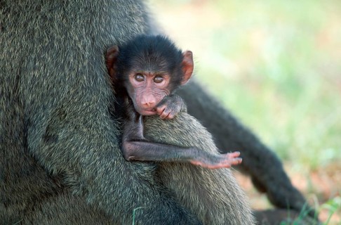 Young Anubis Baboon (Papio anubis), Samburu game reserve, Kenya (Papio cynocephalus anubis)