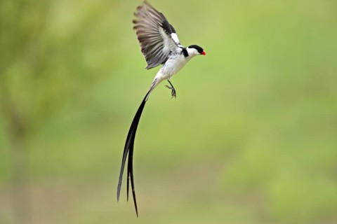 Dwarf widow, male, mating, Sabie Sand Game Reserve, pin-tailed whydah (Vidua macroura)