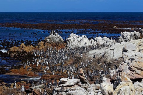 Gentoo penguin colony, Betty's Bay, Western Cape, african penguin (Spheniscus demersus)