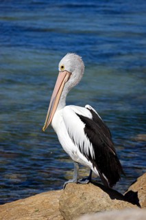 Australian Pelican (Pelecanus conspicillatus), Kangaroo Island, Australia, Oceania
