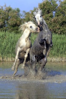Camargue horses, stallions, Camargue, South of France, Camargue stallion, white stallion