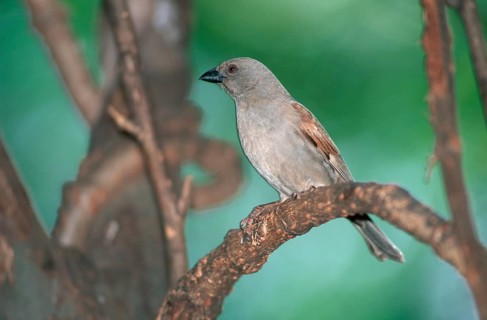 Northern grey-headed sparrow (Passer griseus), Samburu Game Reserve, Kenya, Samburu Game Reserve,