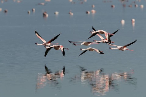 Lesser Flamingos (Phoeniconaias minor) at lake Nakuru, Nakuru national park, Kenya, Africa
