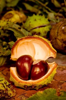 chestnuts