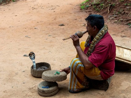 Snake charmer with cobra in basket and constrictor snake around neck, Sri Lanka, Asia