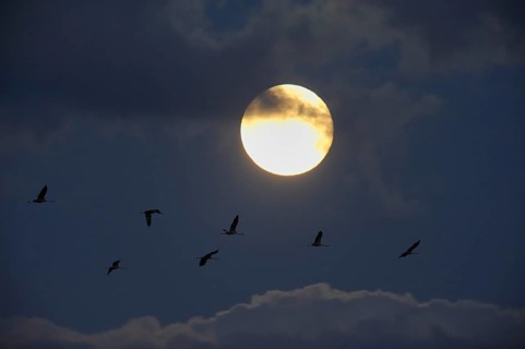 Crane (Grus grus) in flight, autumnal crane migration at full moon, Mecklenburg-Western Pomerania,