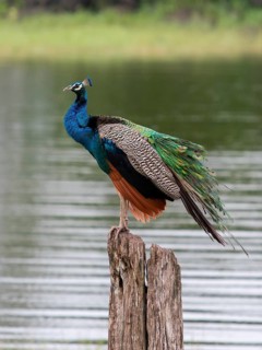 Indian peafowl (Pavo cristatus) Minneriya National Park, Sri Lanka, Asia