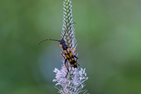 Spotted longhorn (Rutpela maculata), Upper Austria, Austria, Europe