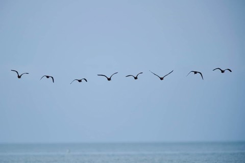 Glossy ibis (Plegadis falcinellus) flying above the sea, Spain, Europe