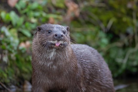 European otter (Lutra lutra) adult animal sticking its tongue out, Norfolk, England, United