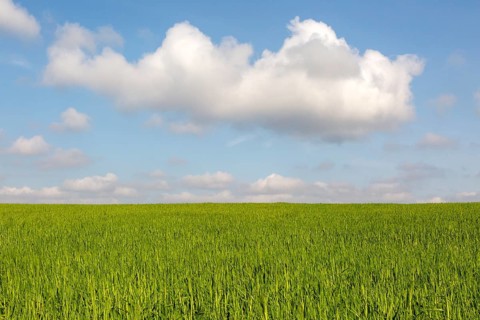 clouds (Cumulus) in blue sky, field of green wheat in Springtime, Butley, Suffolk, England, UK