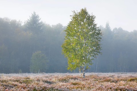 A single birch tree stands in the pastel light of dawn in a moorland covered with heather, fog and