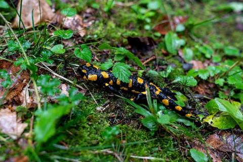Fire salamander (Salamandra salamandra), Going am Wilden Kaiser, Tyrol, Kufstein, Wilder Kaiser,