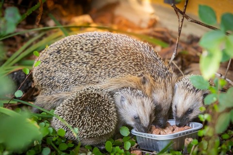 Hedgehog mother with young in the living environment of humans. A near-natural garden is a good