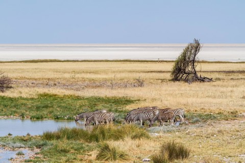 Steppe zebras at a waterhole, Etosha National Park, Namibia, Africa