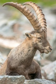 Ibex (capra ibex) in the rocky mountains of the Italian Alps. in the Gran Paradiso National Park.