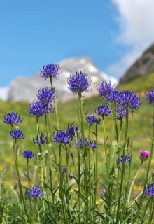 Flowering round-headed rampions (Phyteuma orbiculare) on an alpine meadow, Valais, Switzerland,