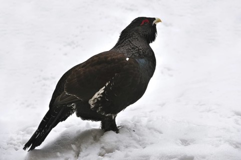Western Capercaillie (Tetrao urogallus), Wood Grouse, Heather Cock in the snow in winter, Bavarian