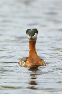 Red-necked grebe (Podiceps grisegena) swimming in lake during the breeding season in spring