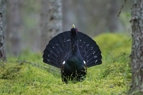 Western Capercaillie (Tetrao urogallus), Wood Grouse, Heather Cock calling during courtship display
