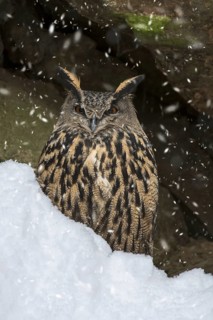 Eurasian eagle owl (Bubo bubo) sitting on rock ledge in cliff face during snow shower in winter