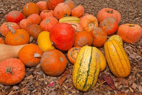 Pumpkins (Cucurbita) (Cucurbitaceae) are a genus of plants in the gourds . Five species are