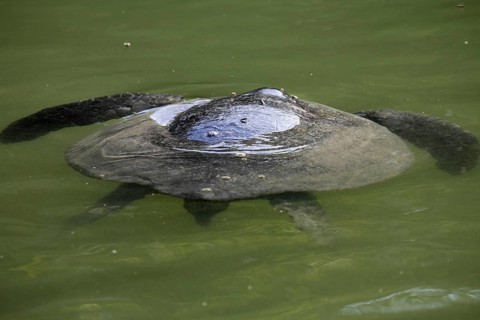 Galapagos green sea turtle (Chelonia mydas) swimming, Caleta Tortuga Negra, Santa Cruz Island,