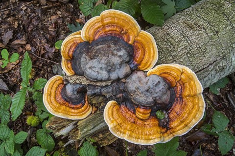 Red-belted conk, brown-rot fungus, red banded polypore (Fomitopsis pinicola) stem decay fungi