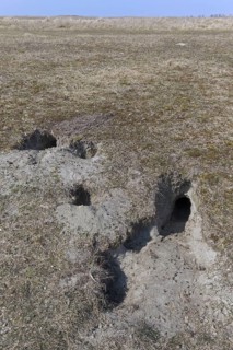 European rabbit (Oryctolagus cuniculus) entrances to burrow, warren in grassland