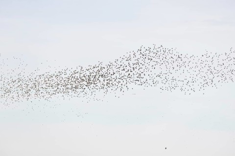 Common (Sturnus vulgaris) starlings fly together, in perfect symbiosis to protect themselves from