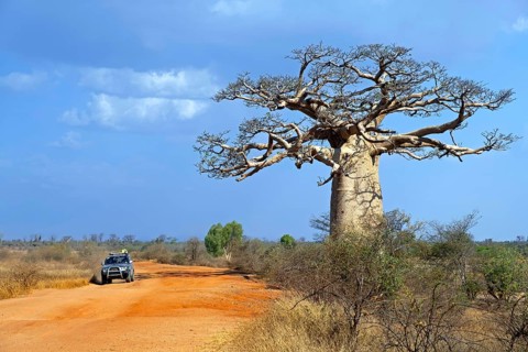 Off-road four-wheel drive vehicle with tourists driving on dirt road past Madagascar baobab